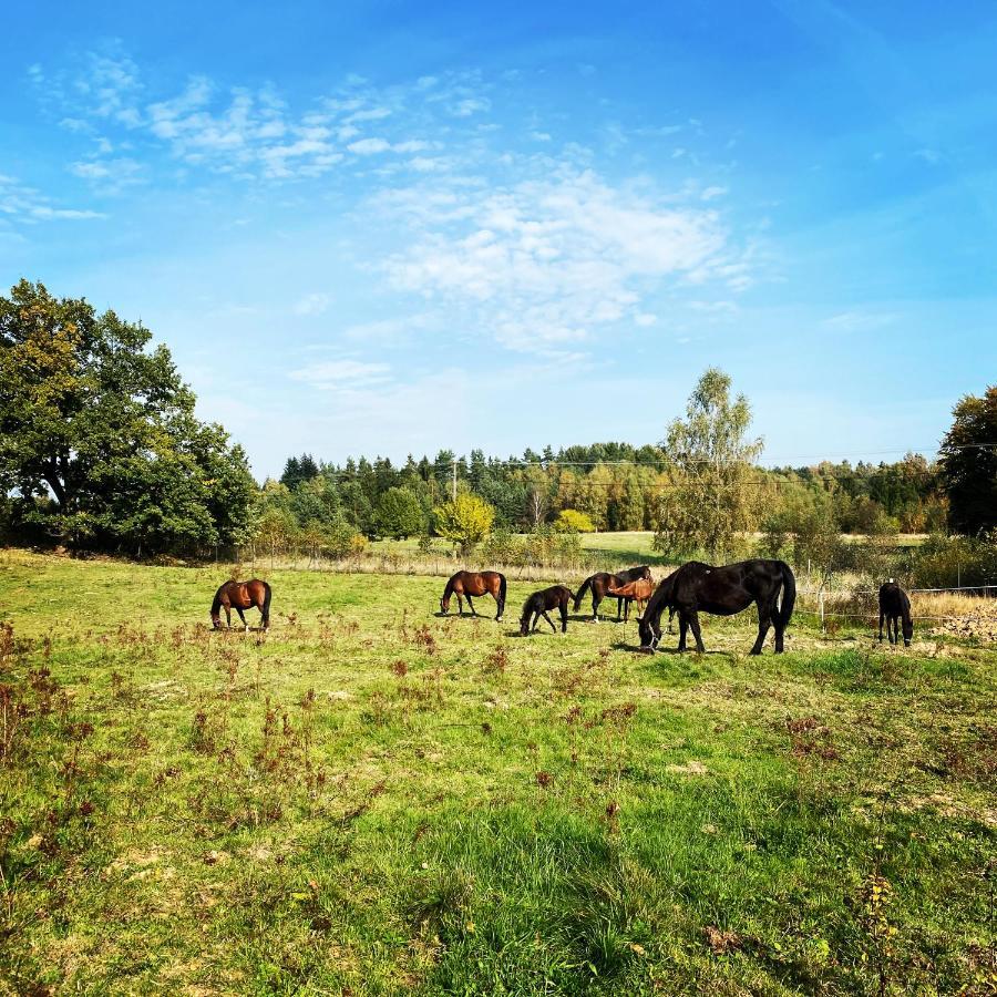Koziula - Domki I Lesne Spa Na Kaszubach Przywidz  Exterior photo